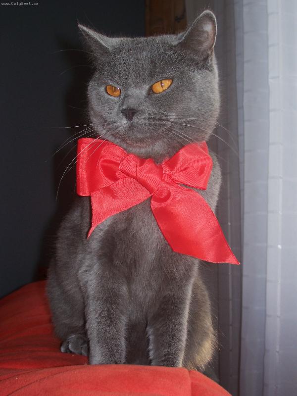 Foto: Mám svátek-Kočka britská s červenou mašlí