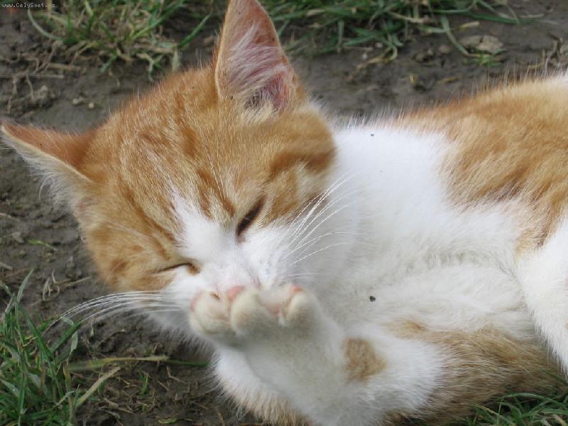 Foto: čistota půl zdraví