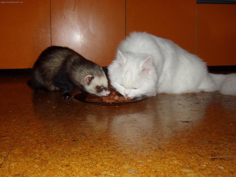 Foto: Společná večeře.-Freťák Davídek a Kočička Eliška u jednoho talíře.