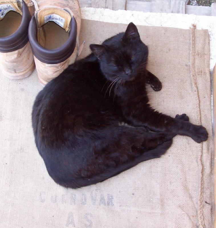 Foto: Fanošek-Náš kocour Fanda