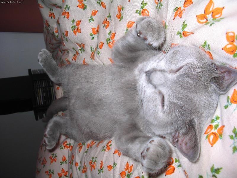 Foto: ELWIS-Elwis ležící