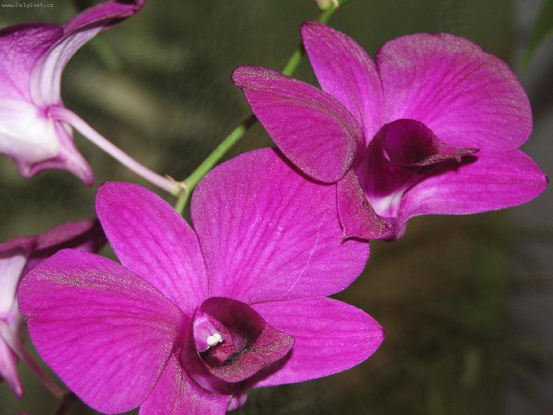 Foto: Orchidea
