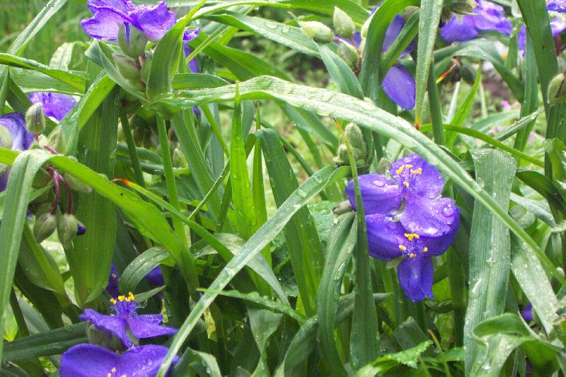 Foto: PODLÉŽKA-krásné boží oko