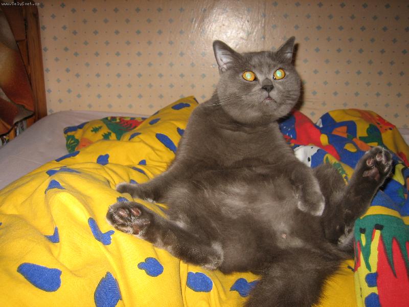 Foto: mazlík-očista