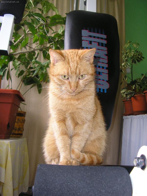 Foto: Cipina chtěla posilovat :-)