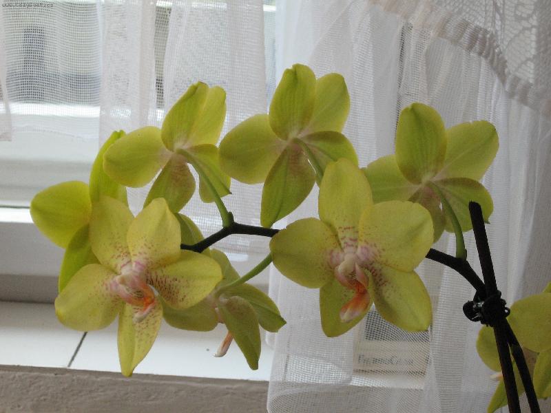 Foto: Orchidea-Babičina orchidea
