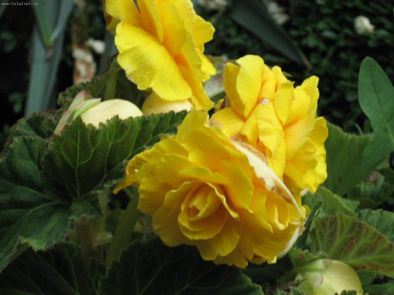 Foto: U babičky a dědy