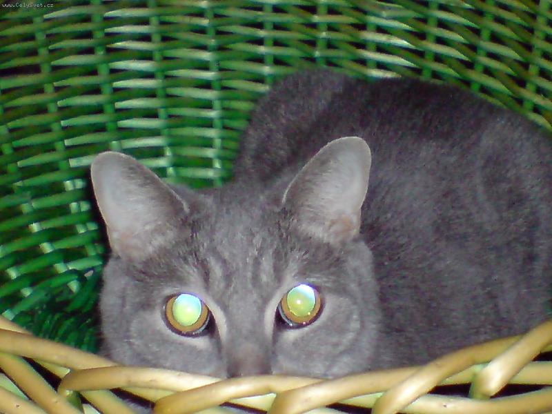 Foto: komu se nelení,tomu se zelení