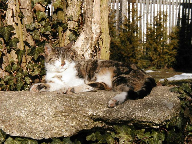 Foto: Číča-Číča se vyhřívá na kameni