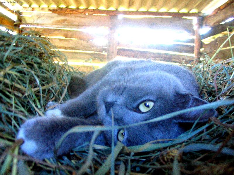 Foto: Ruská modrá-RE