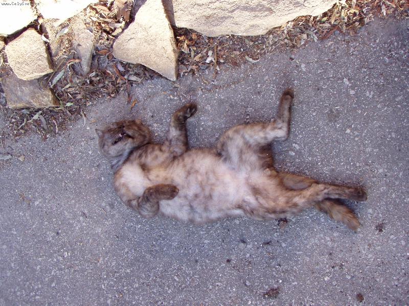 Foto: Mikešek-To je veget...