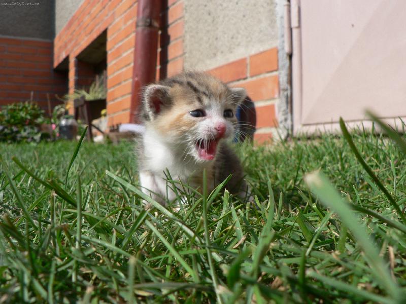 Foto: Miďulka na procházce-uáá, a teď vás všechny sežeru!