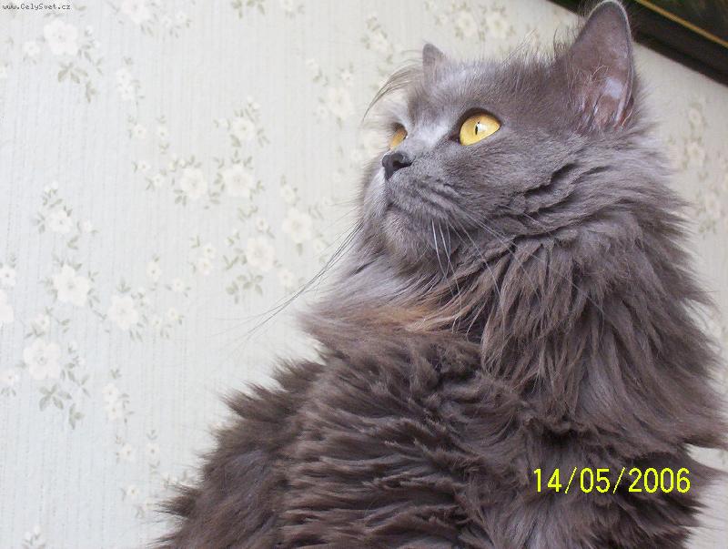 Foto: Naše hraběnka Mazlík-Mazlík je nebelung, ale úúúžasný