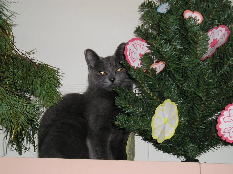 Foto: vánoce-kočka u stromečku