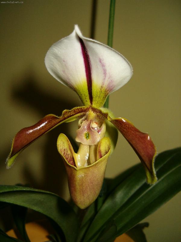 Foto: HPIM1969/orchidej-Kráska zvaná střevičník