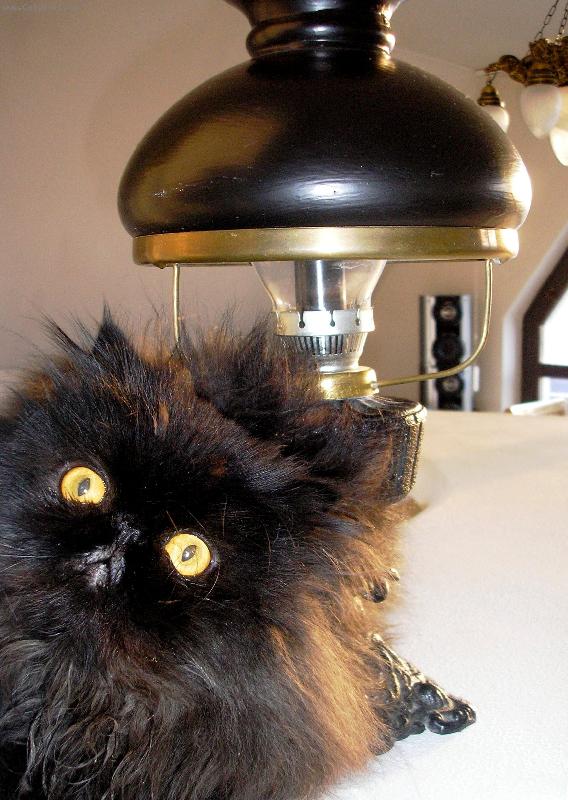 Foto: perský kocour Pucci-kočičí osobnost