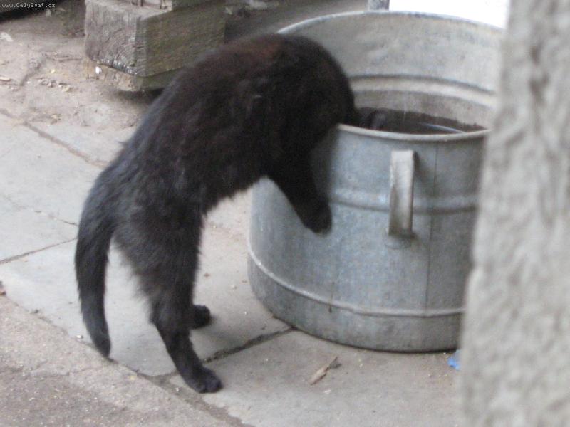 Foto: kočka s velkou plechovou hlavou