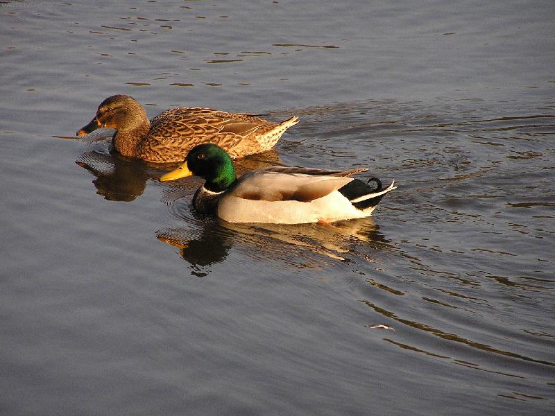 Foto: podzim na rybníku