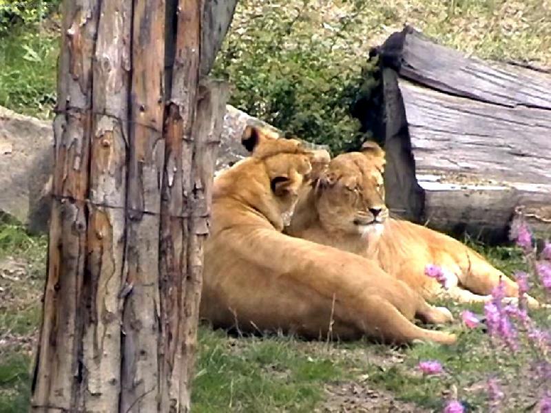Foto: Zlín-Jak se k sobě mají ....závidím