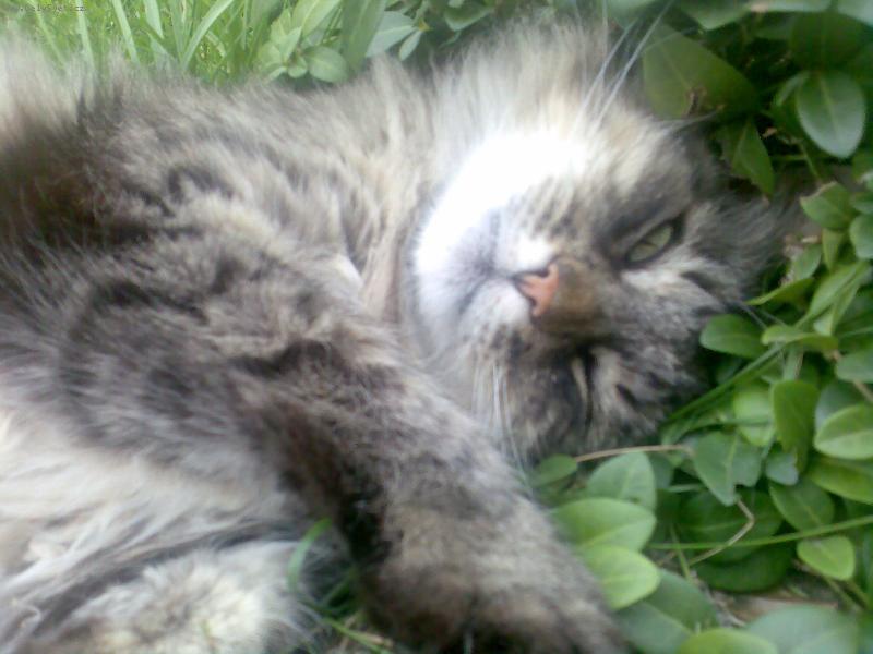 Foto: Náš kocourek Čiko-Odpočinek v trávě