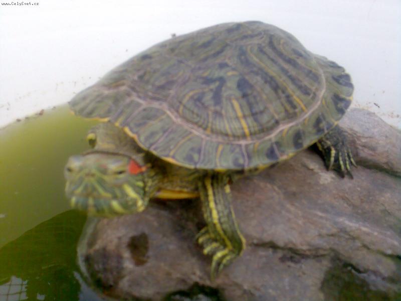 Foto: Doubrava-Slunění krunýře na sluníčku