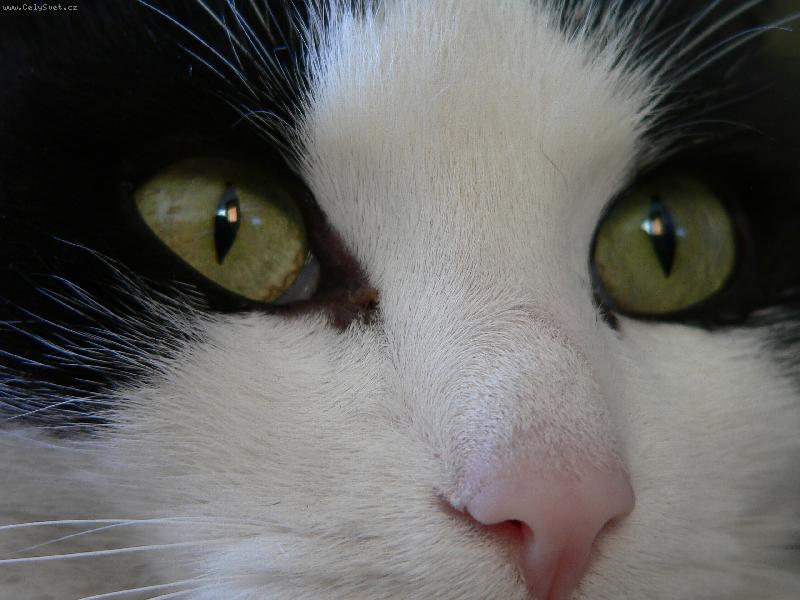 Foto: Kocouří pohled-Nunánek