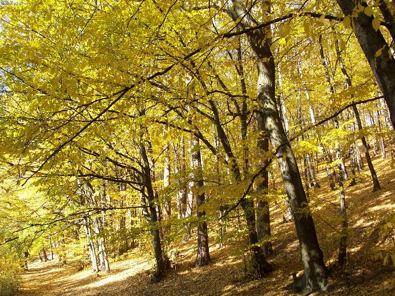 Foto: Zlaté sněžení