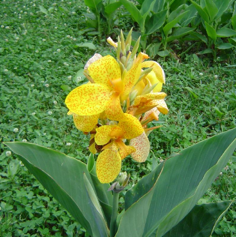 Foto: Žlutá nádhera-Nafoceno v Lešné