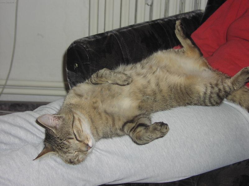 Foto: siesta-rozvalen� ko��k