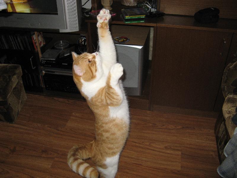 Foto: Dej sem tu myšku, už mám nachystané pařátky!