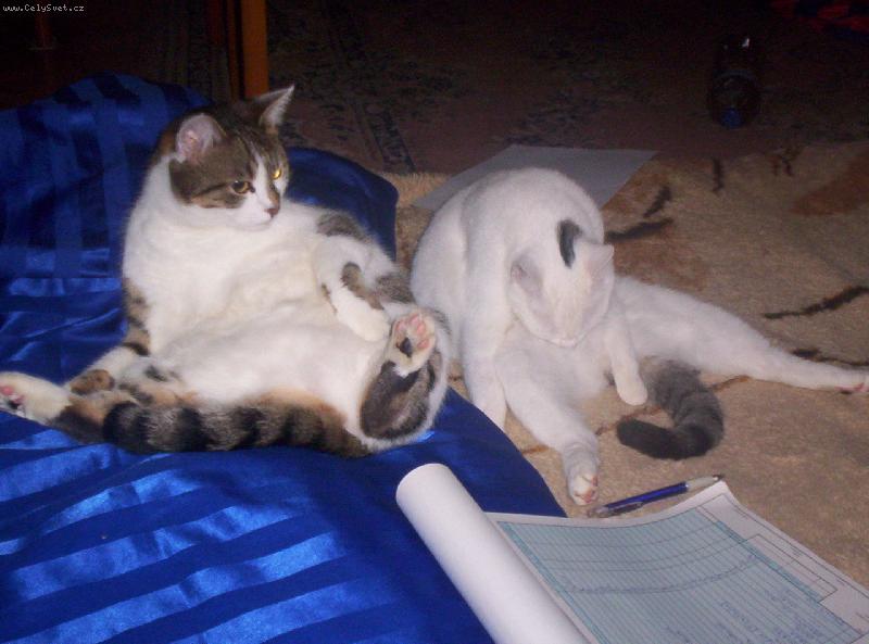 Foto: čistotné kočky-Kočky se umývají