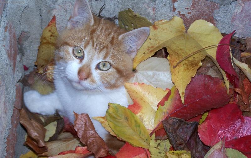 Foto: mnourison průzkumník-kocour pod listím