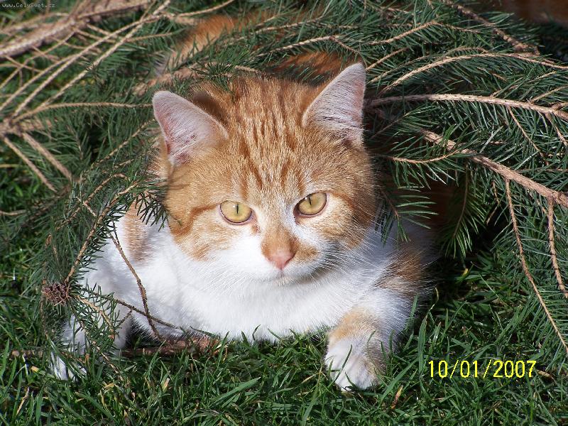 Foto: najdi mě-kocour pod smrčkem