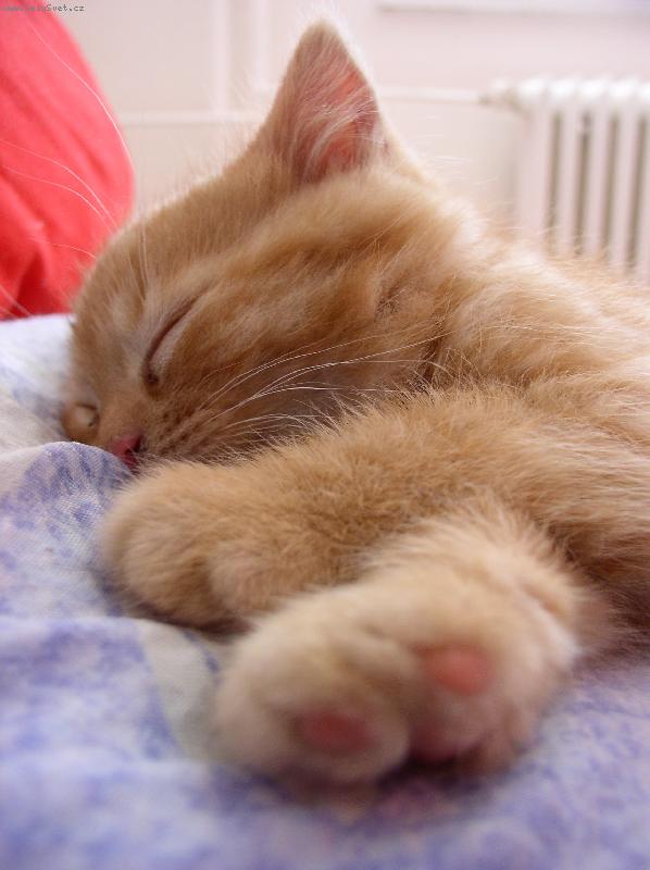 Foto: Ležící, spící