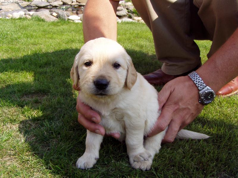 Foto: Můj pes-Takhle každého vždycky ukecám