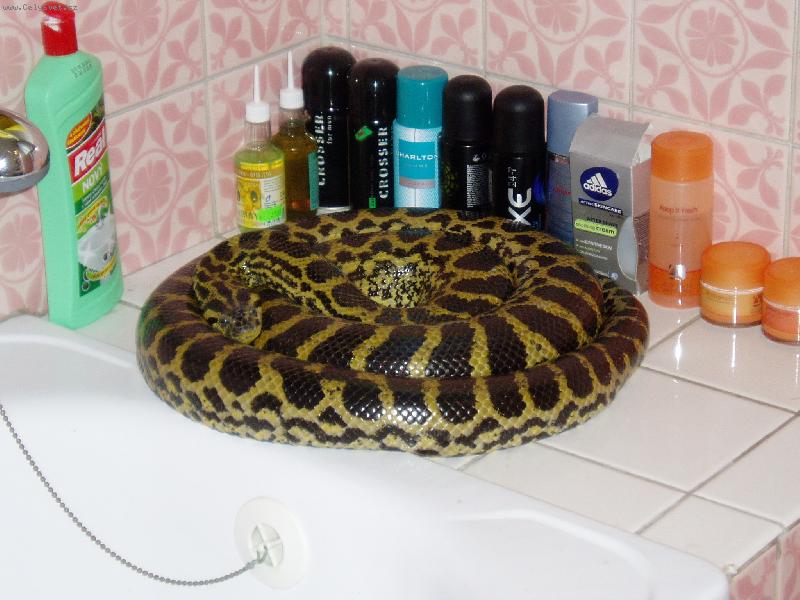 Foto: Tak tohle se jen tak nevidí!-Anakonda lutá na výhřevu :-)