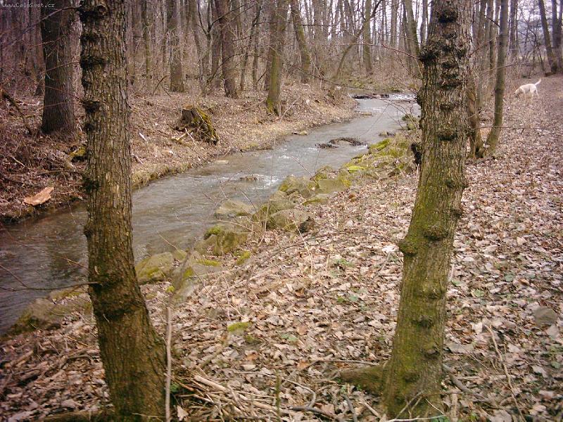 Foto: Zimní příroda na Slovácku-ikdyž vypadá spíše na podzimní...