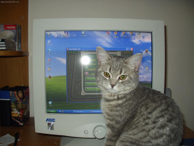 Foto: Kocourek Miky-U počítače