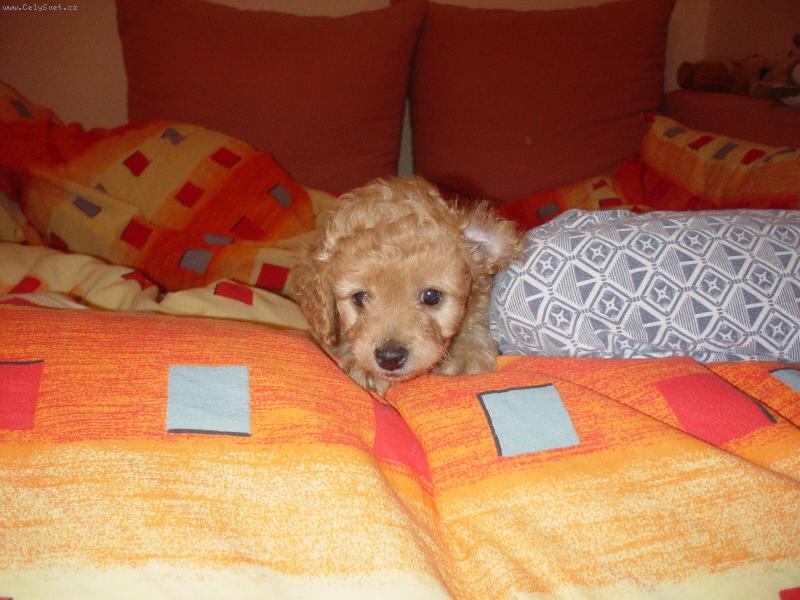 Foto: Lussynka-Pojďte si hrát,vždyť jsou 3hodiny ráno!!!!!