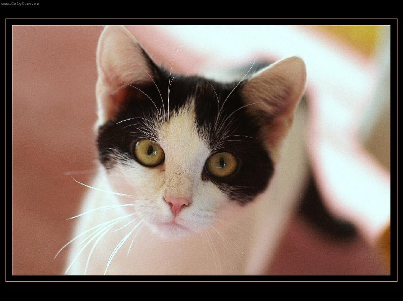 Foto: Ágnes-šumavská směs