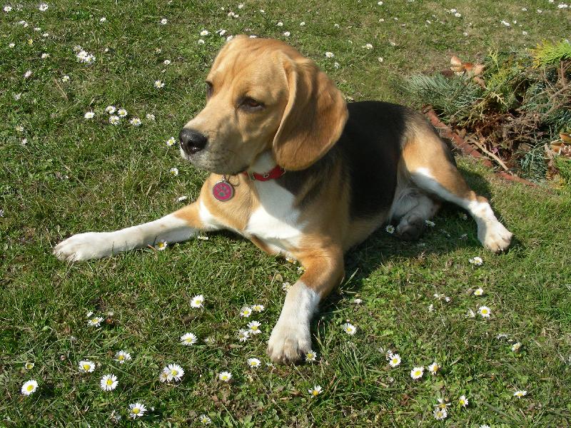 Foto: Árník v sedmikráskách