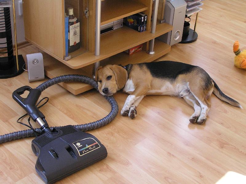 Foto: To vysávání, ale zmáhá...