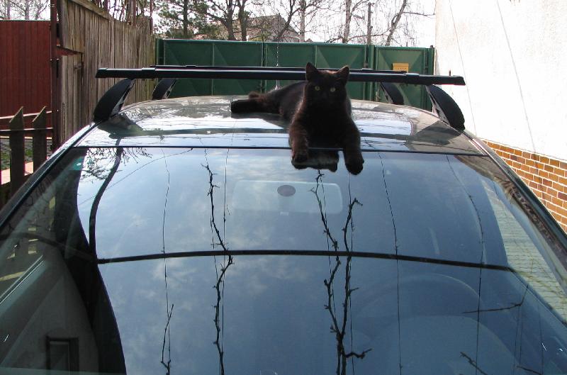 Foto: Kočka na našom autíčku...-...neboli "kočka na horúcej plechovej streche"