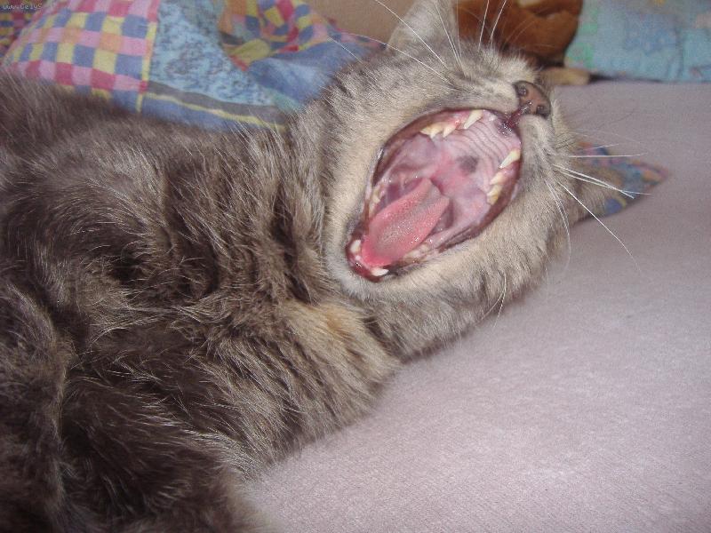 Foto: dobré rááááááááááno