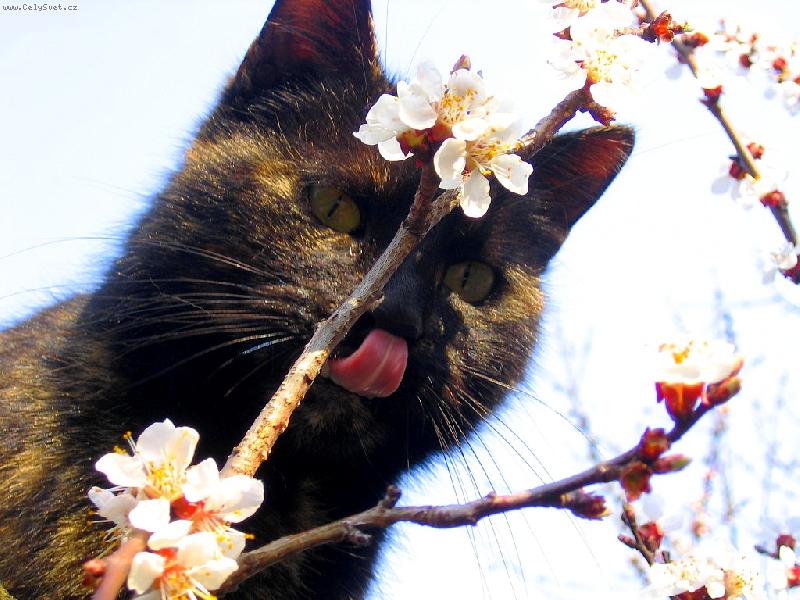 Foto: počkám si tu na meruňky...