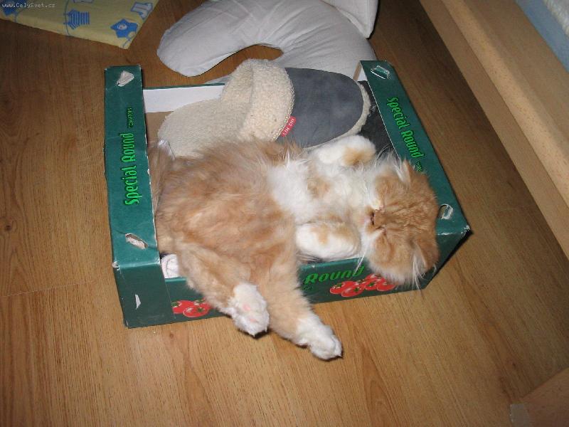 Foto: Pumík spáč-v pracovních ponožkách není zase až tak špatné spaní