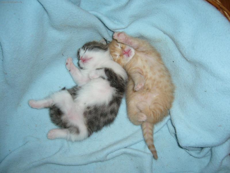 Foto: maximální pohoda-takhle se nám válejí