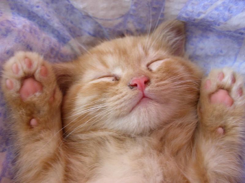 Foto: Dobře, dobře, vzdávám se.