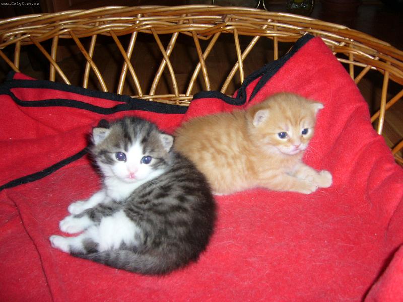 Foto: měsíční kuličky-náš Chicco a Garfield