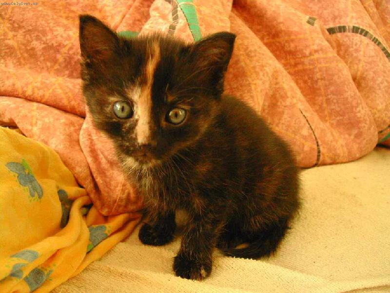 Foto: Quentýsek-Náš malý paragán ;o)